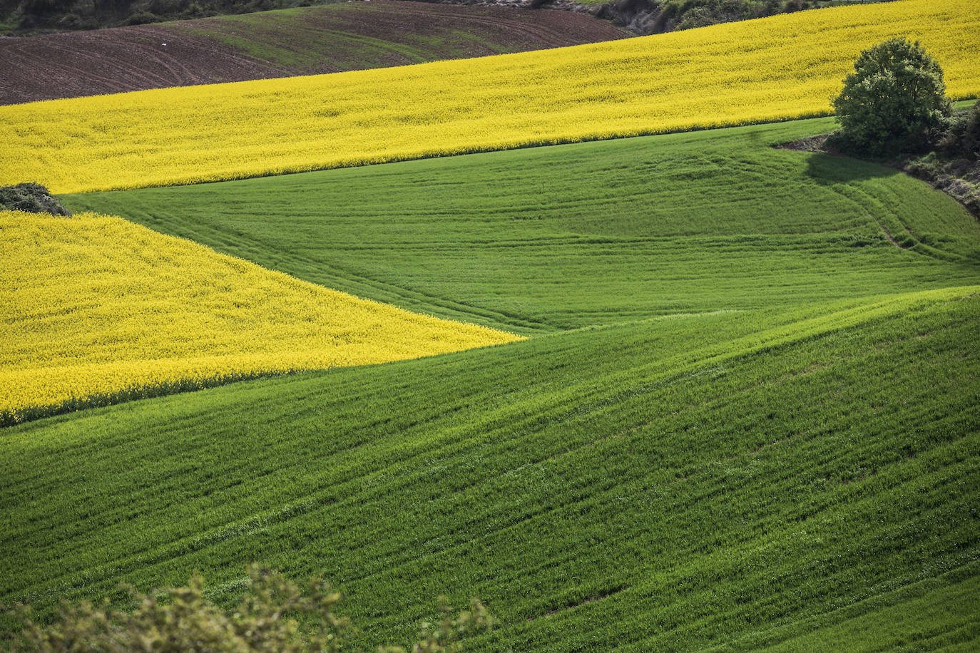 Fotos: Los cultivos de colza tiñen de amarillo el paisaje riojano