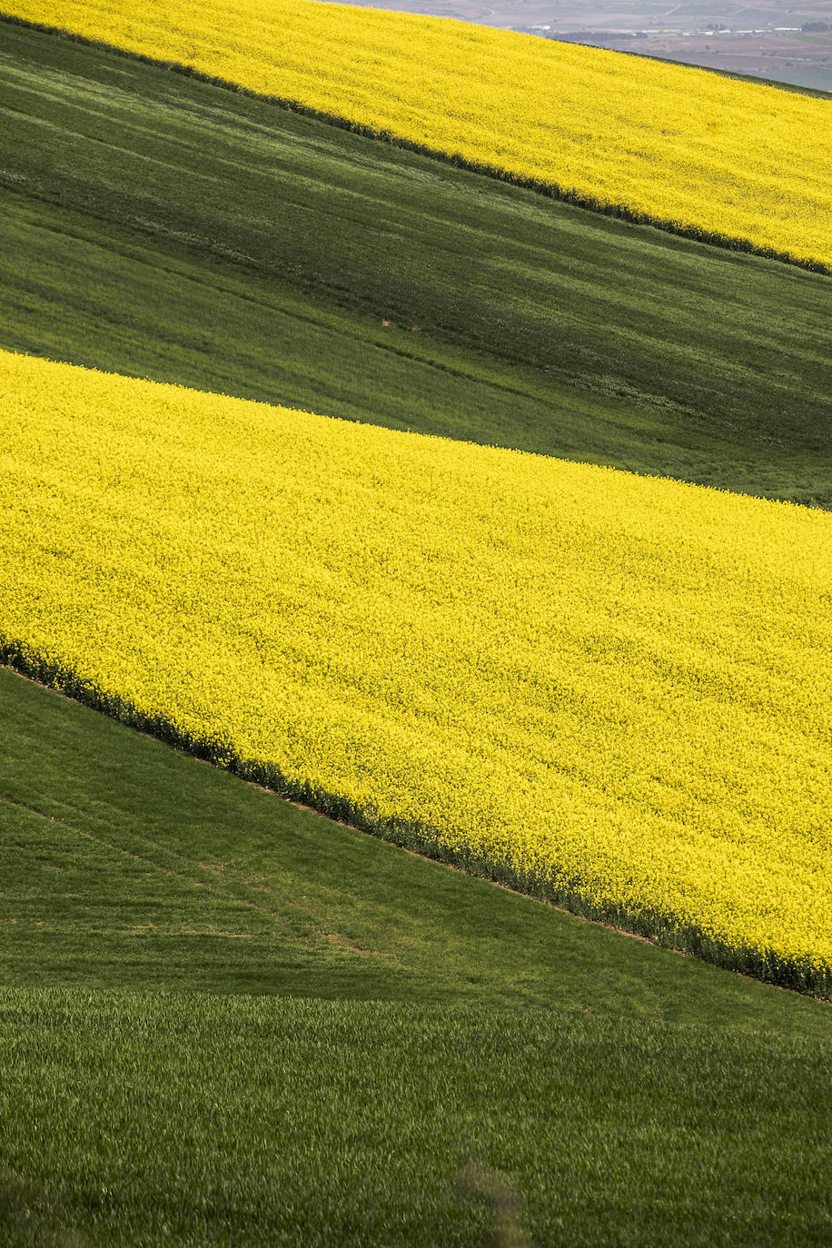 Fotos: Los cultivos de colza tiñen de amarillo el paisaje riojano
