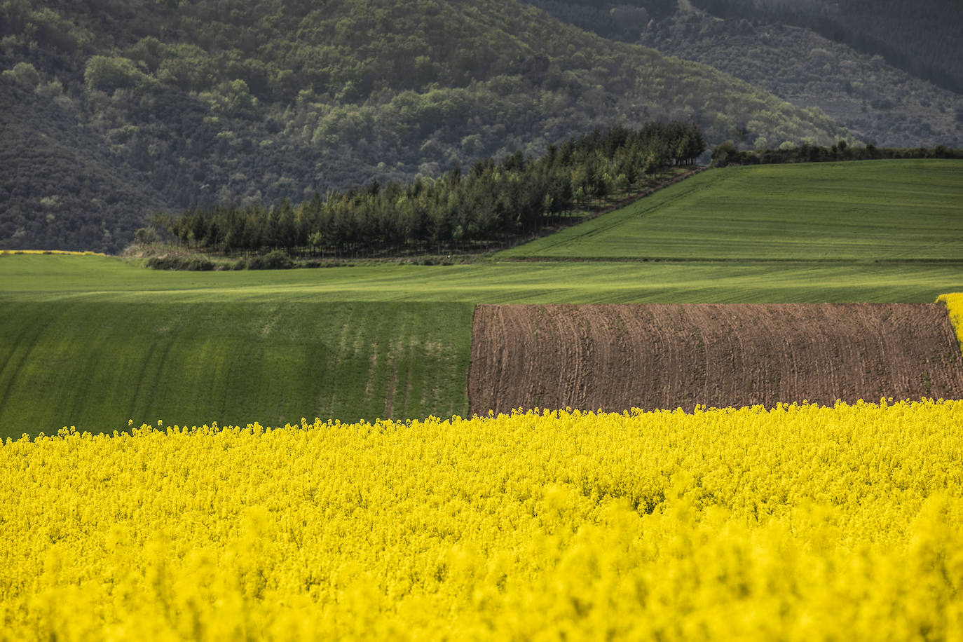 Fotos: Los cultivos de colza tiñen de amarillo el paisaje riojano