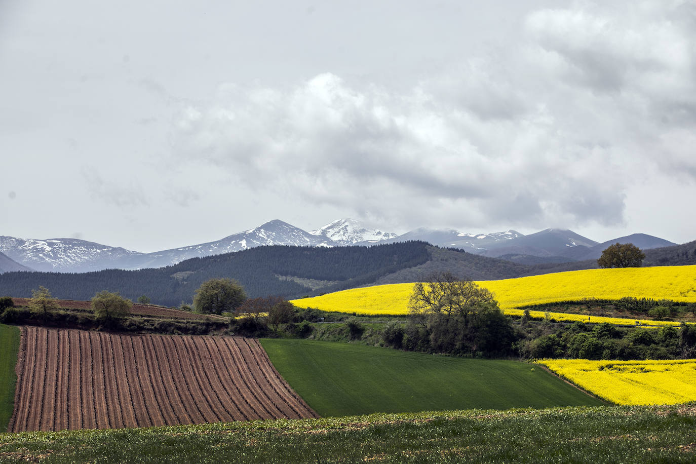 Fotos: Los cultivos de colza tiñen de amarillo el paisaje riojano