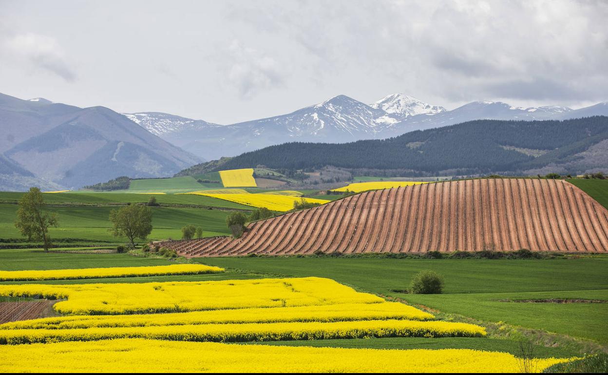 Los cultivos de colza tiñen de amarillo el paisaje riojano