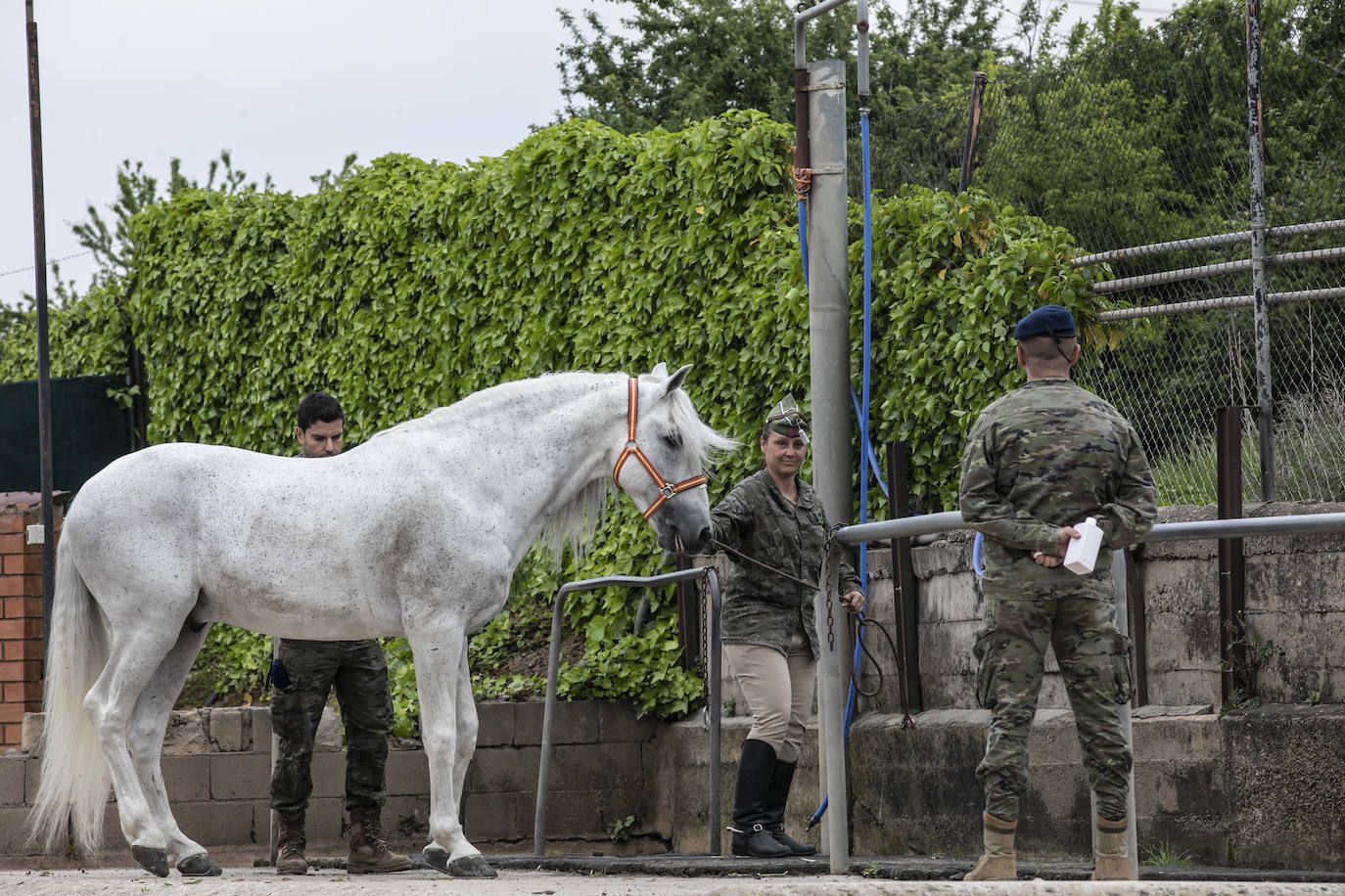 Fotos: Los caballos de la Guardia Real, una raza aparte