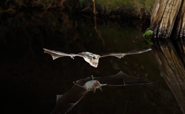 'Cazando al vuelo'.