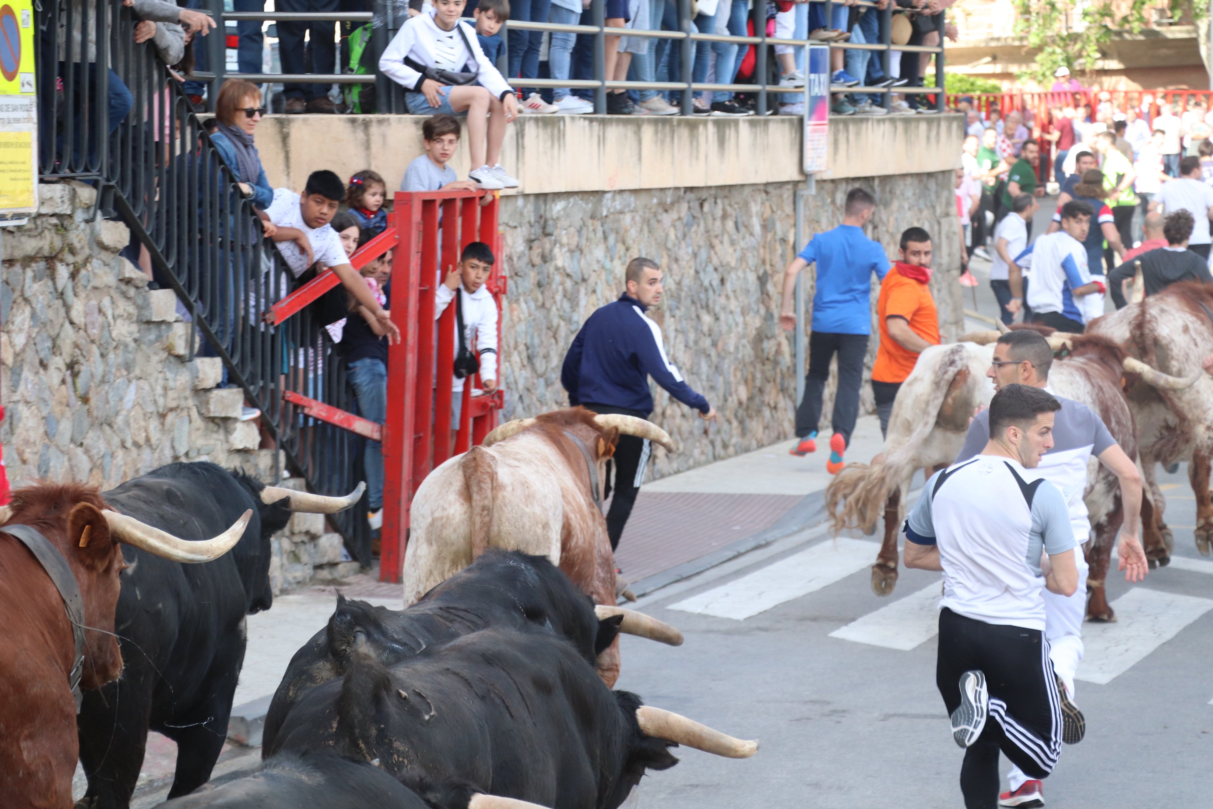 Fotos: Alfaro vive la alegría de San Isidro