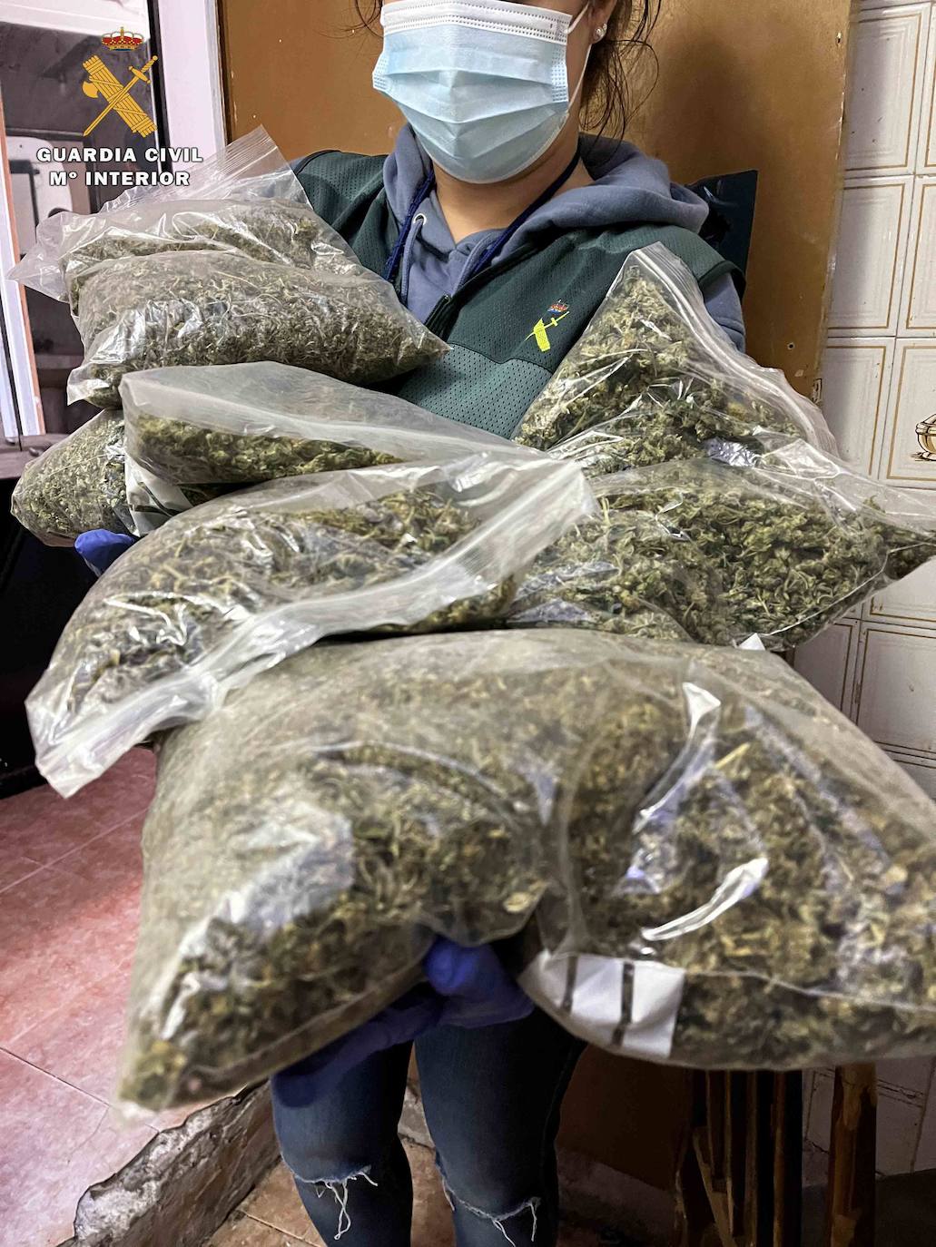 Fotos: Intervenidas 282 plantas de marihuana y 3,57 kilogramos de cogollos en Albelda