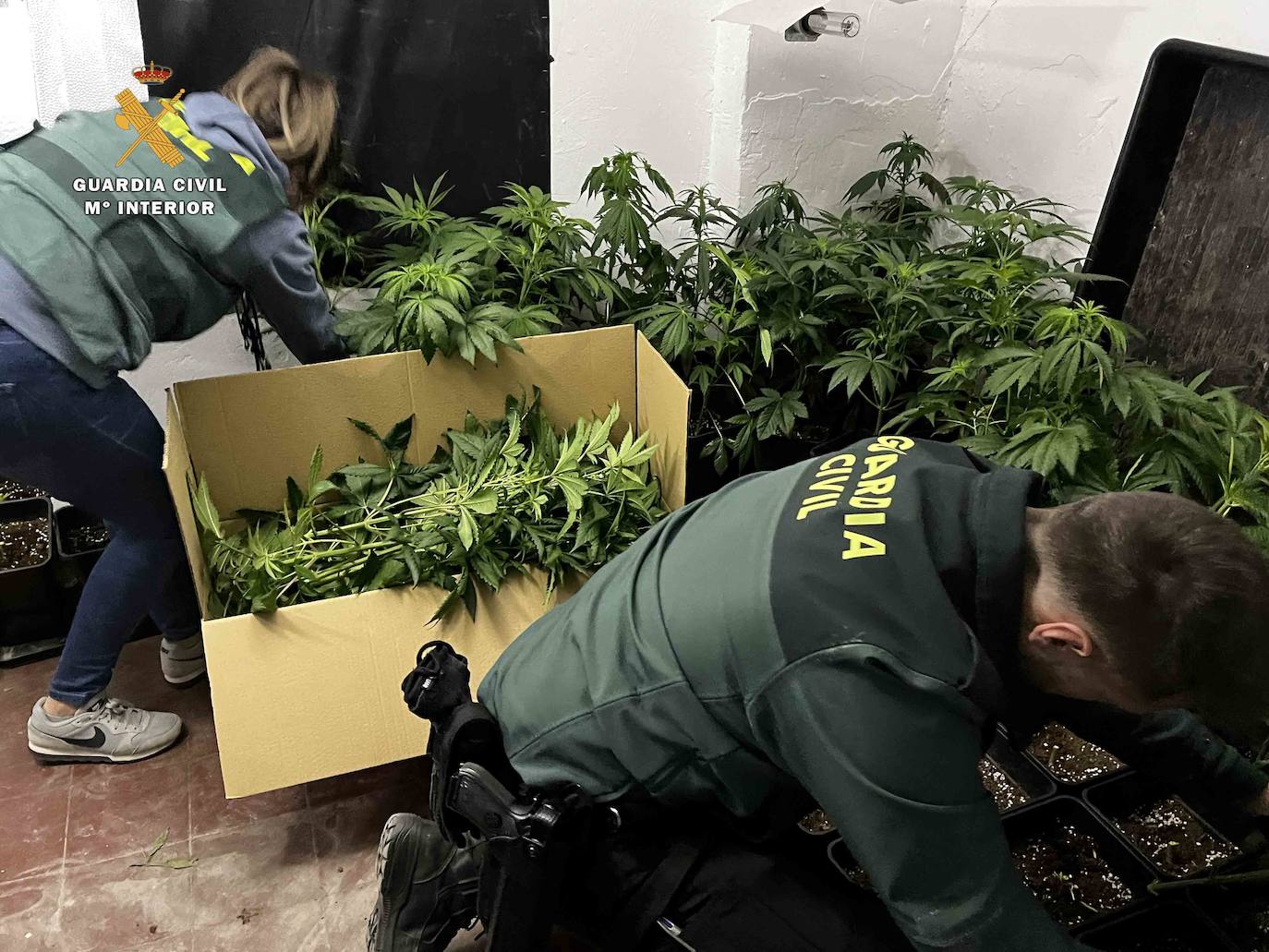 Fotos: Intervenidas 282 plantas de marihuana y 3,57 kilogramos de cogollos en Albelda