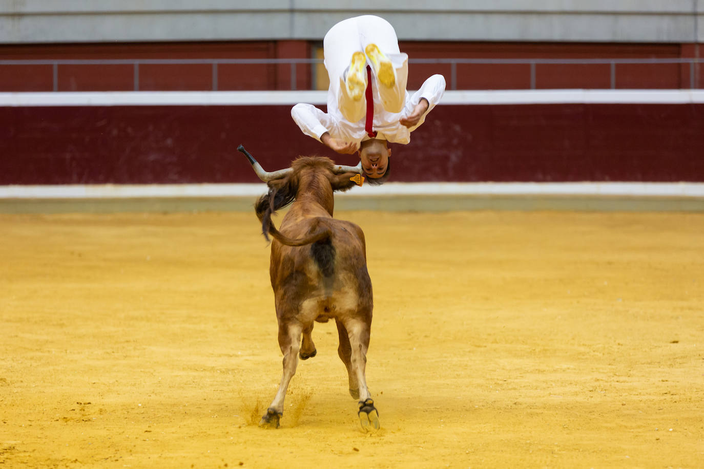 Fotos: El Voto de San Bernabé pasa por la plaza de toros