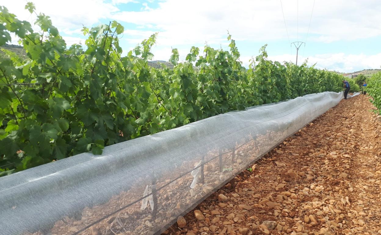 Parcela de ensayo con malla de sombreado instalada en las Bodegas La Rioja Alta de Cenicero. 