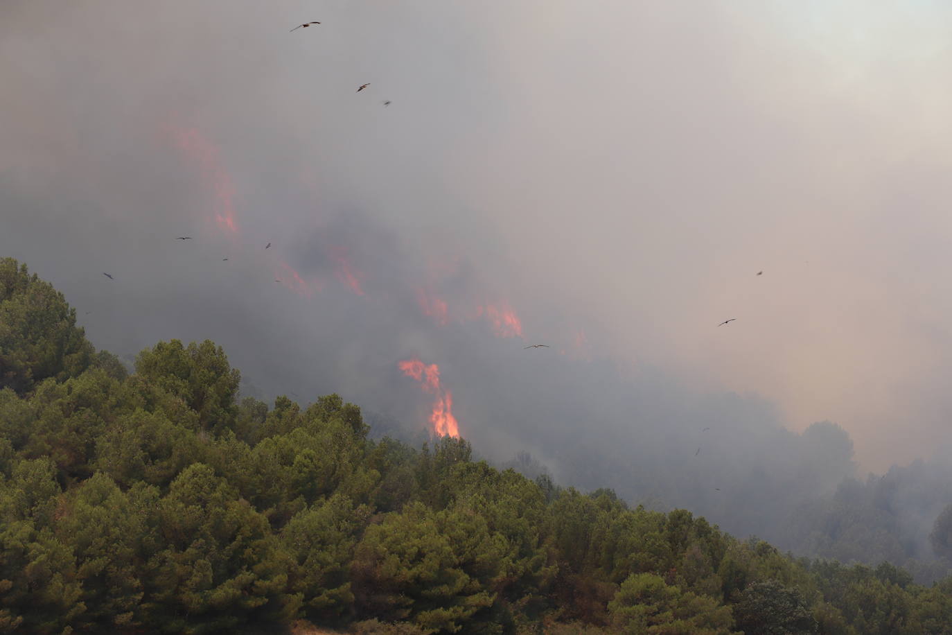 Fotos: Incendio en el monte Yerga en Alfaro y Grávalos