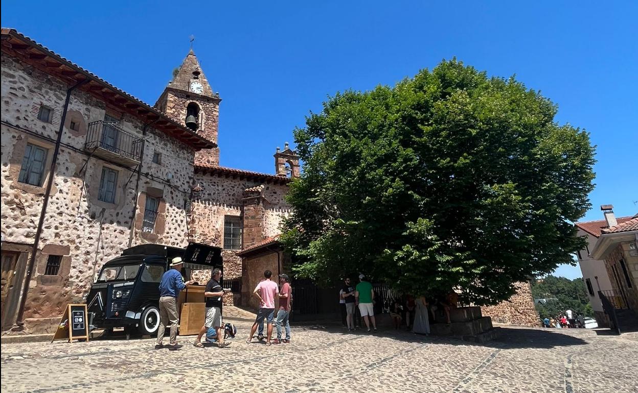 El olmo de El Rasillo. 