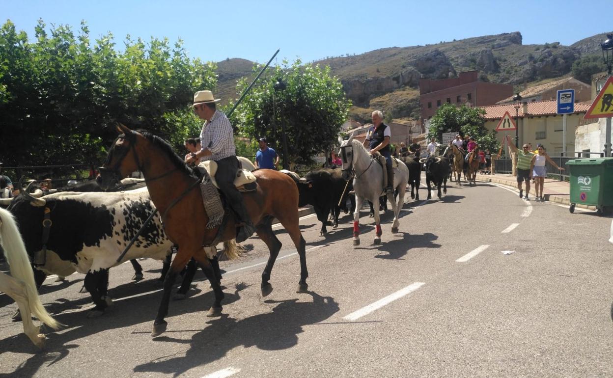 Una vaca de Arriazu saltando en la plaza de Cervera el sábado y trashumancia urbana del domingo