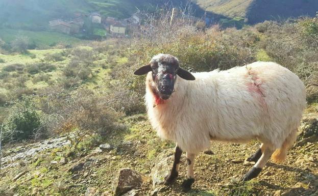 La Rioja podrá cazar lobos si causan daños por encima del 5% de una explotación 