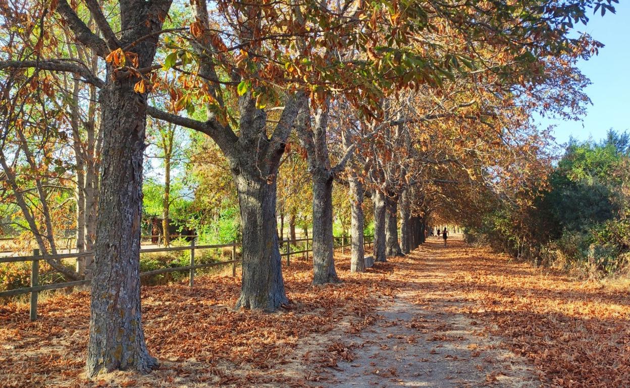 Imagen actual que presenta el paseo de Los Molinos. 