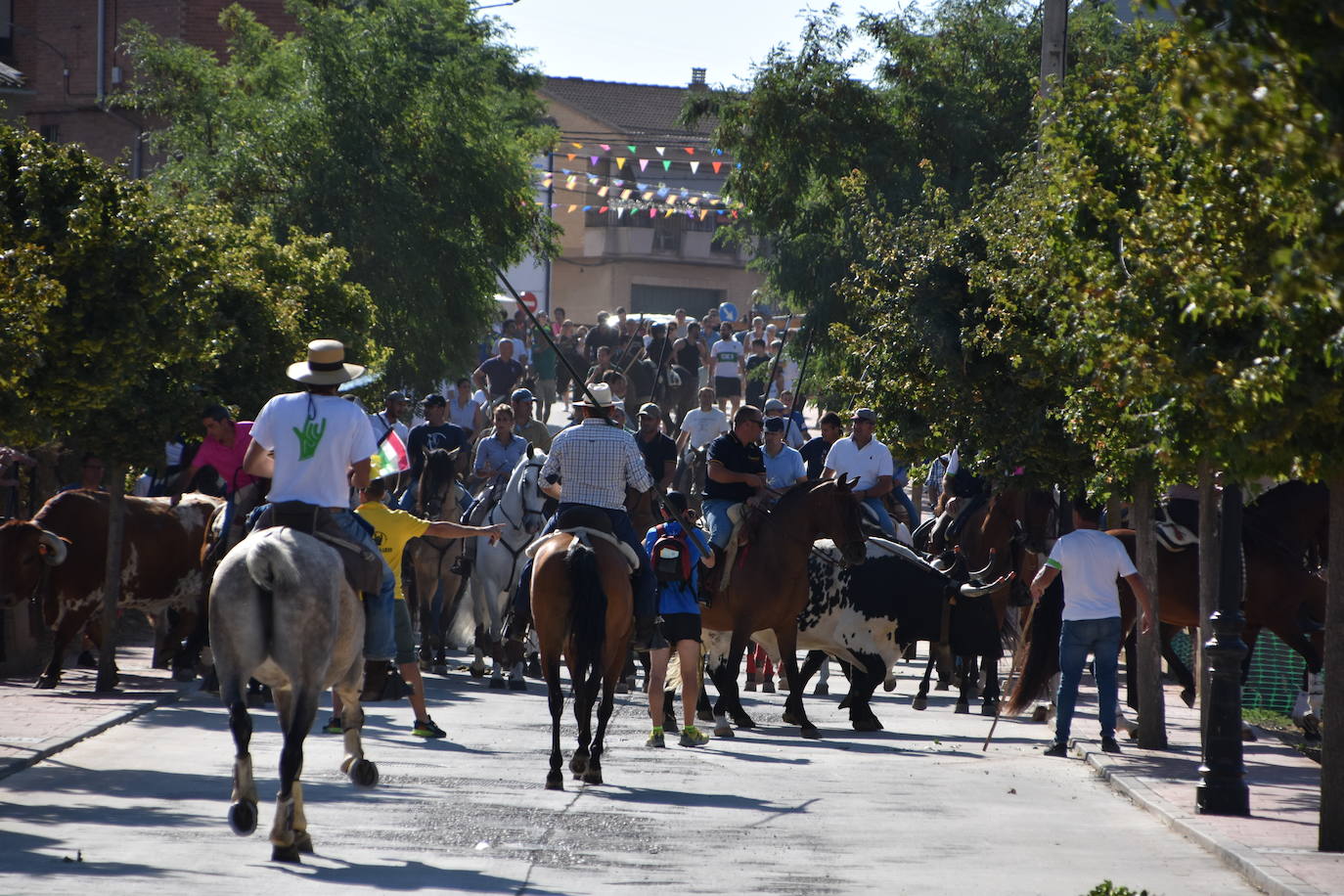 Fotos: La saca de vacas de Valverde