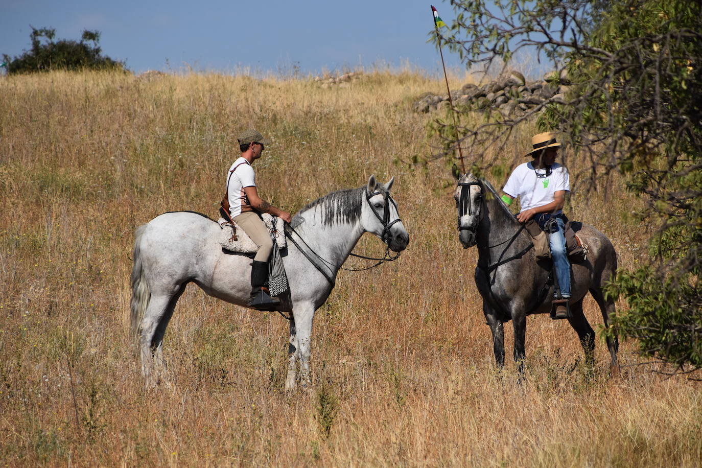 Fotos: La saca de vacas de Valverde