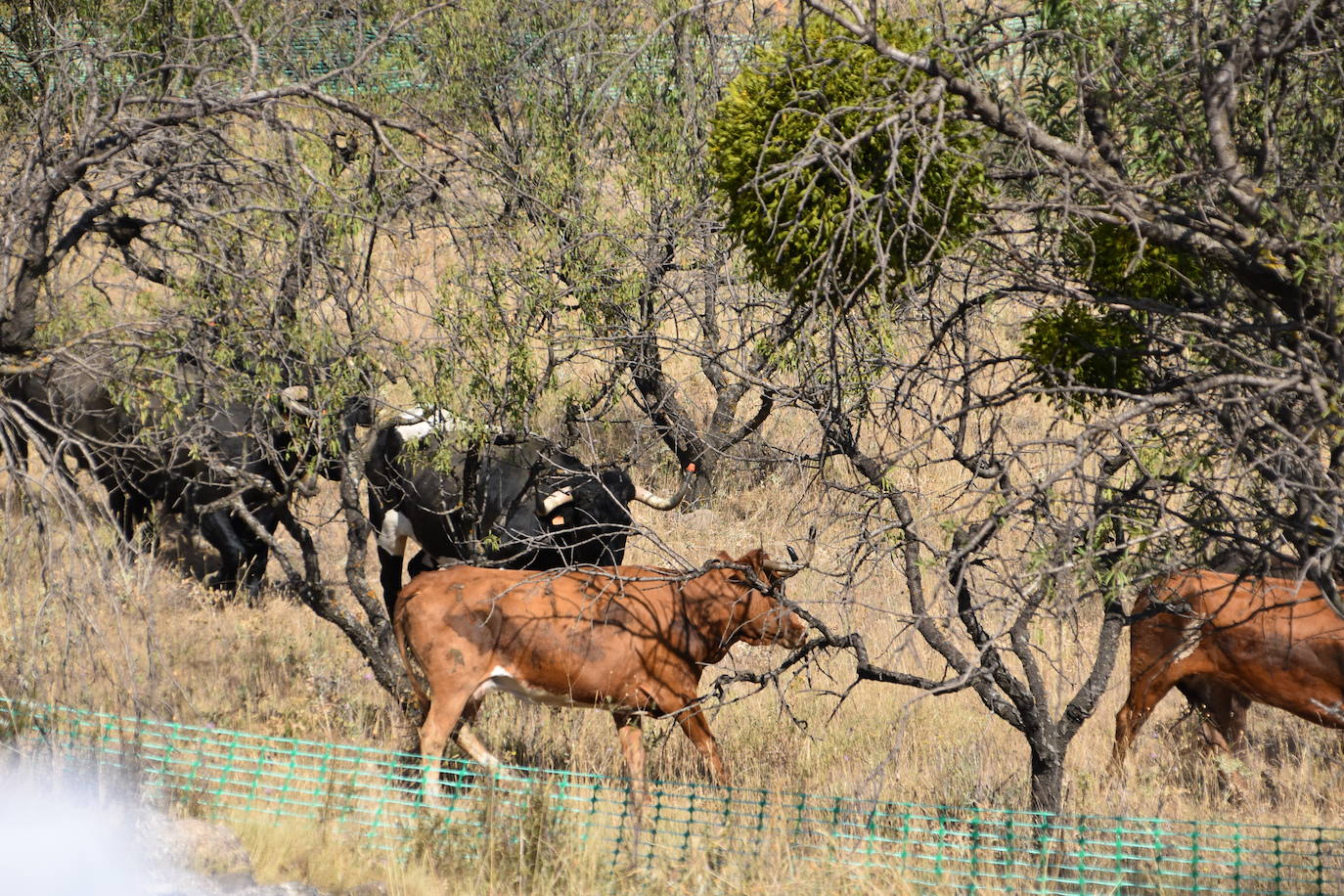 Fotos: La saca de vacas de Valverde