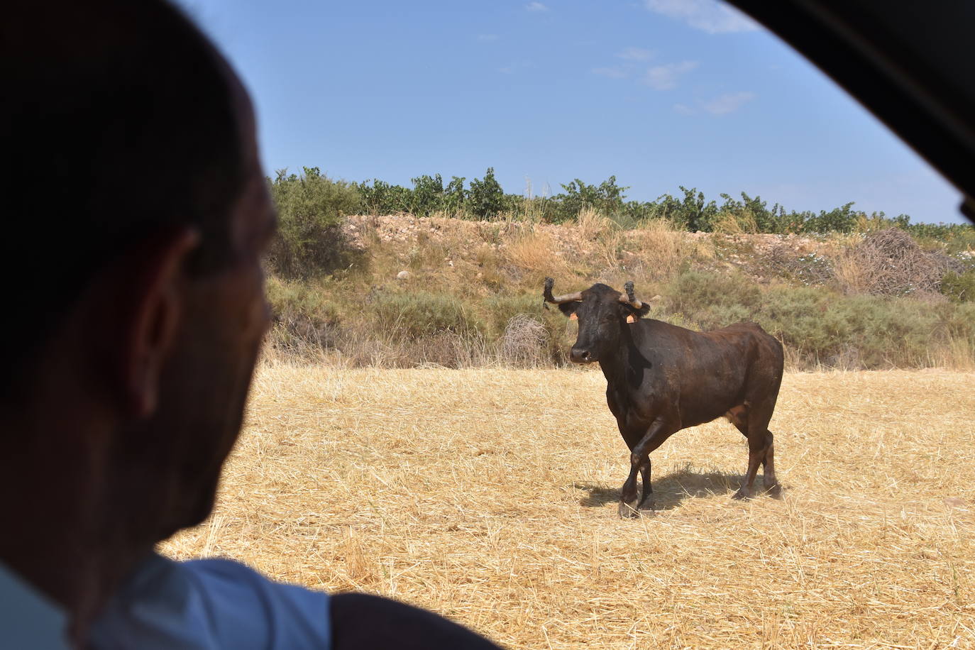 Fotos: La saca de vacas de Valverde