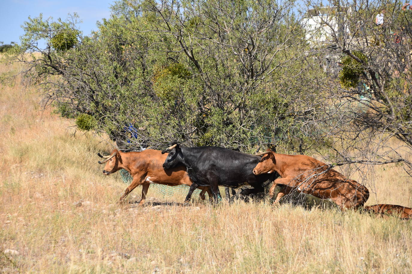 Fotos: La saca de vacas de Valverde