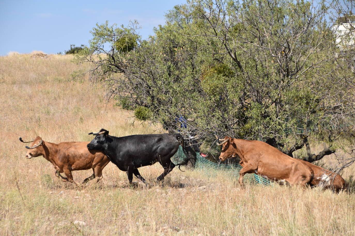 Fotos: La saca de vacas de Valverde