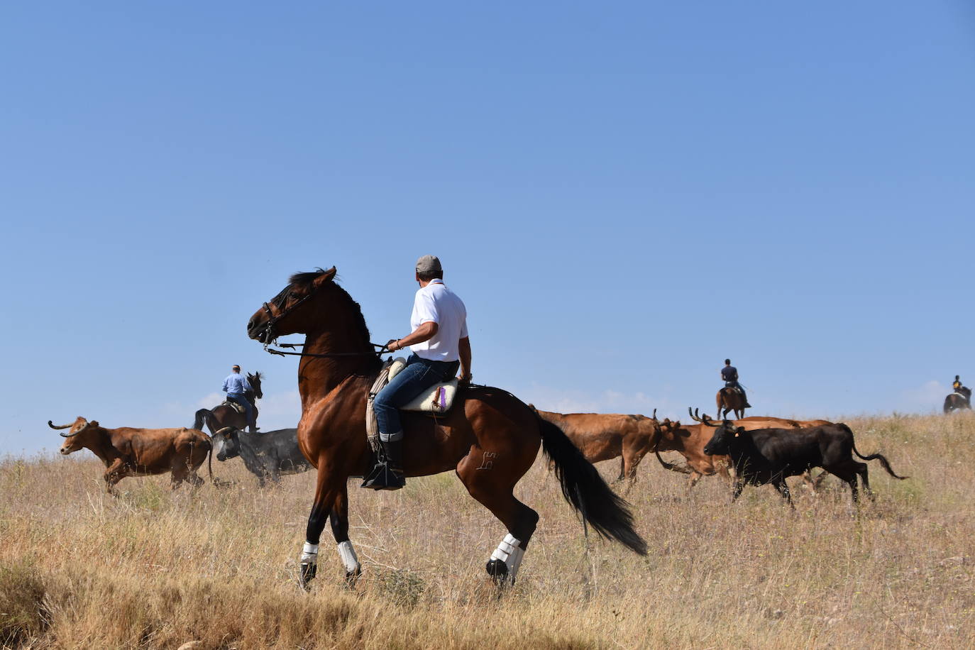 Fotos: La saca de vacas de Valverde