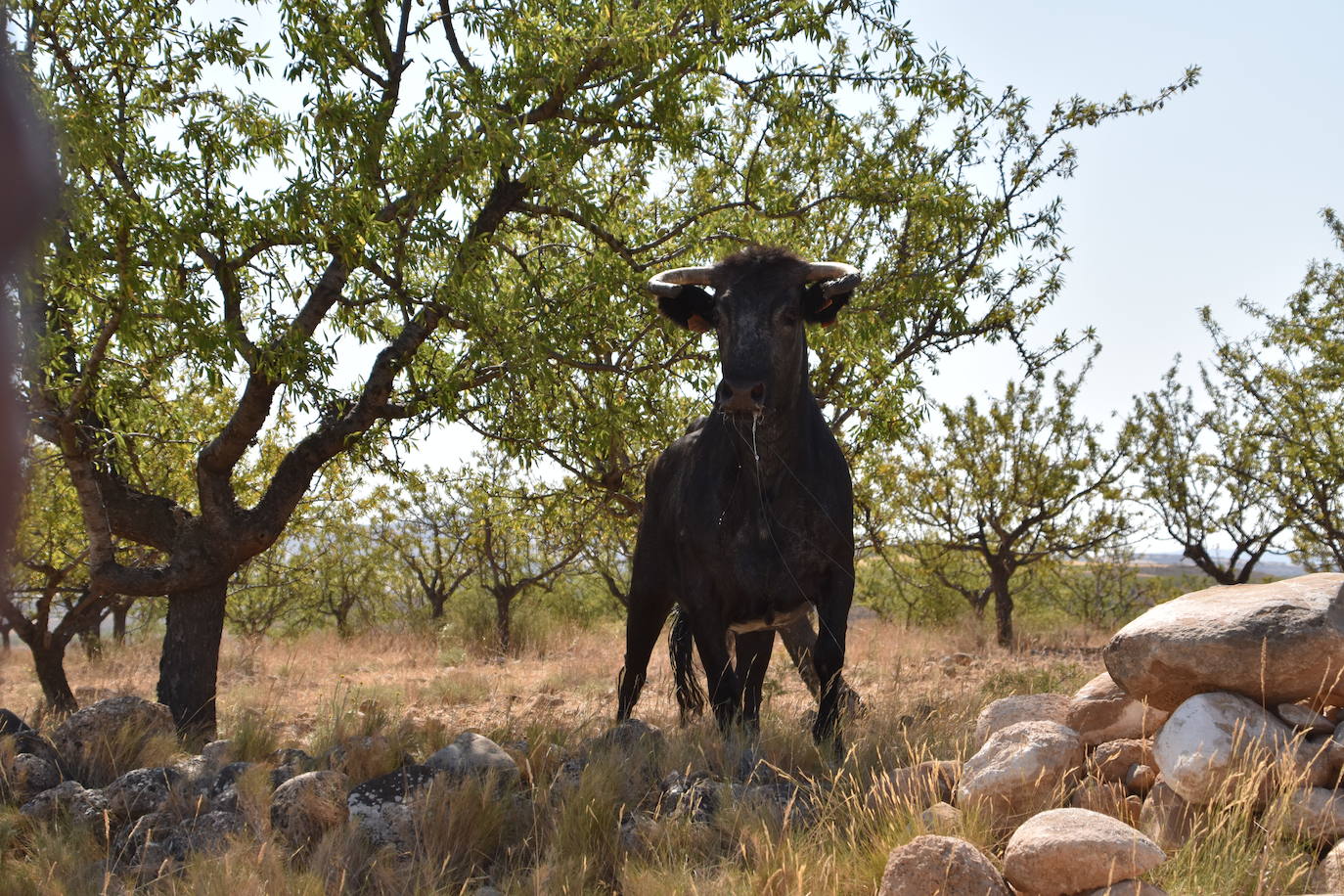 Fotos: La saca de vacas de Valverde