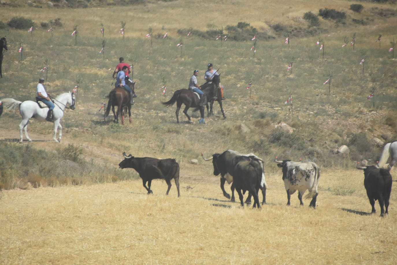 Fotos: La saca de vacas de Valverde