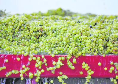 Imagen secundaria 1 - Un remolque descargando uva blanca, que presenta una gran caldiad, en la bodega Fincas de Azabache. Abajo, imagen de una viña desde lo alto de la cosechadora de uva. 