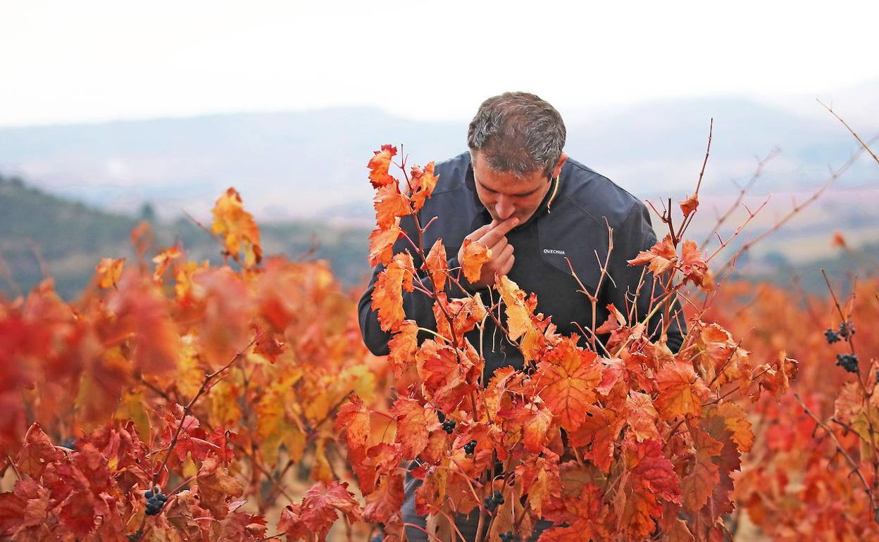Reconocidos 12 nuevos viñedos singulares en la DOCa Rioja
