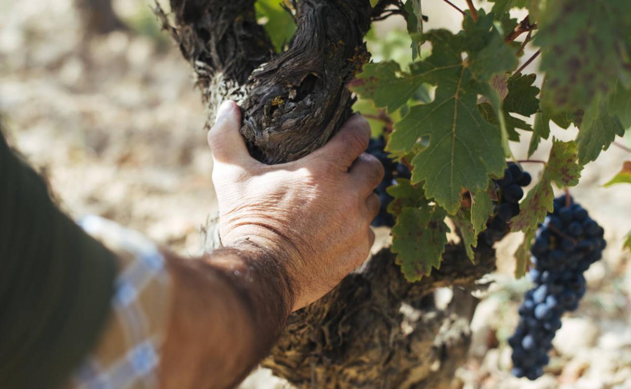 Progreso y sosiego para una buena vendimia