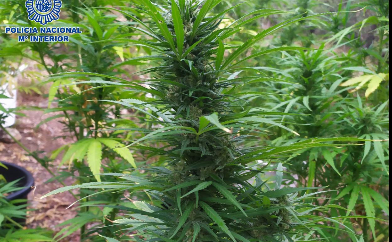 Detenido por un cultivo de marihuana de 19 plantas en el monte Moncalvillo