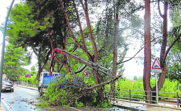 La brigada retiró ramas peligrosas sobre avenida Burgo Viejo. 