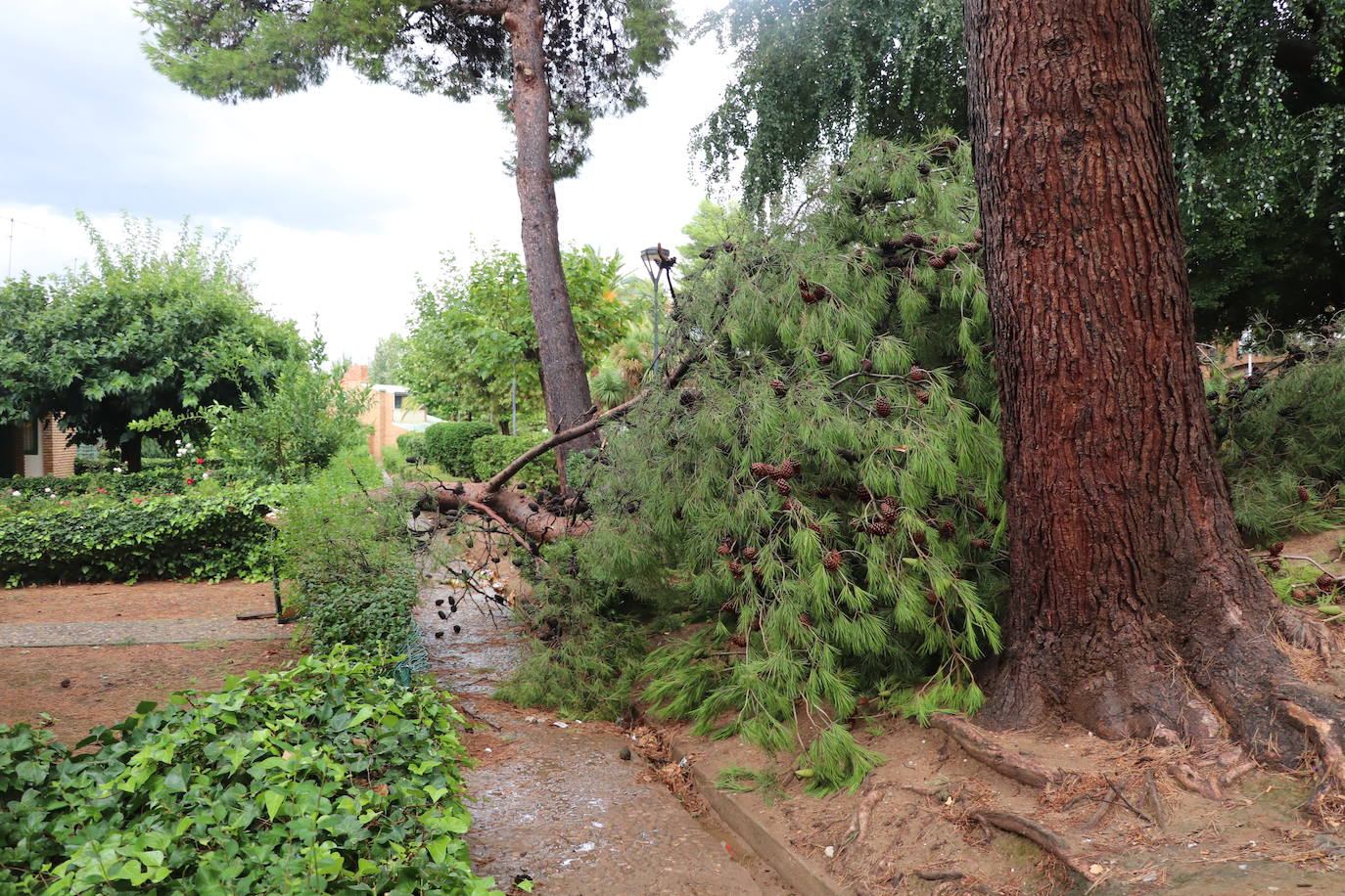 Fotos: La tormenta azota los árboles en Alfaro