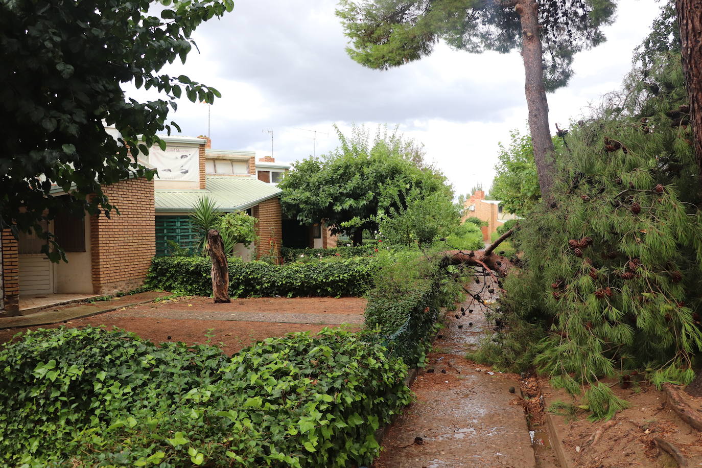 Fotos: La tormenta azota los árboles en Alfaro