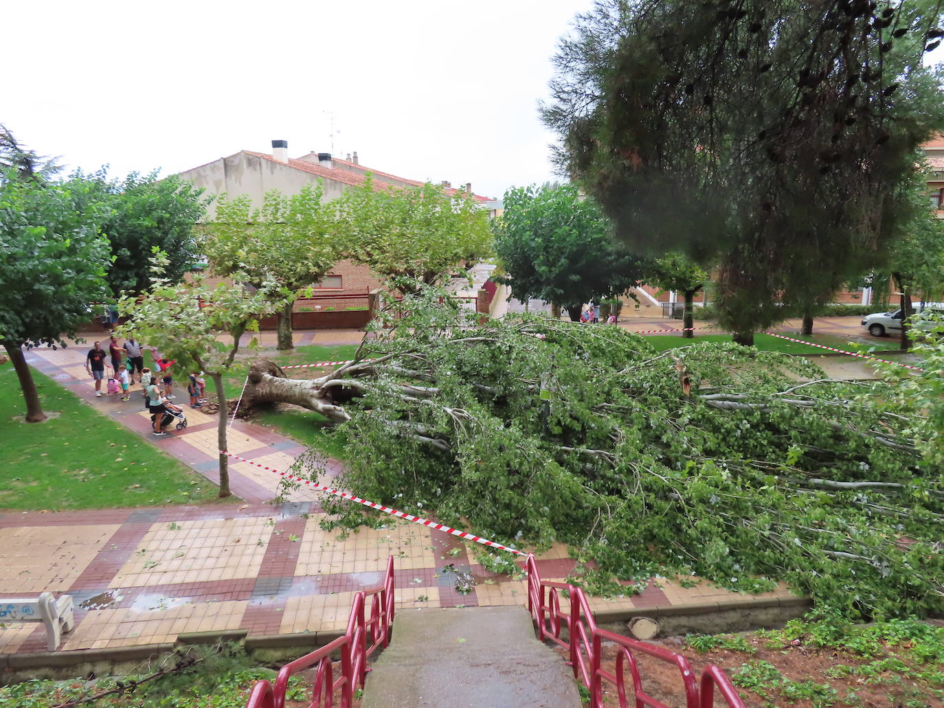 Fotos: La tormenta azota los árboles en Alfaro