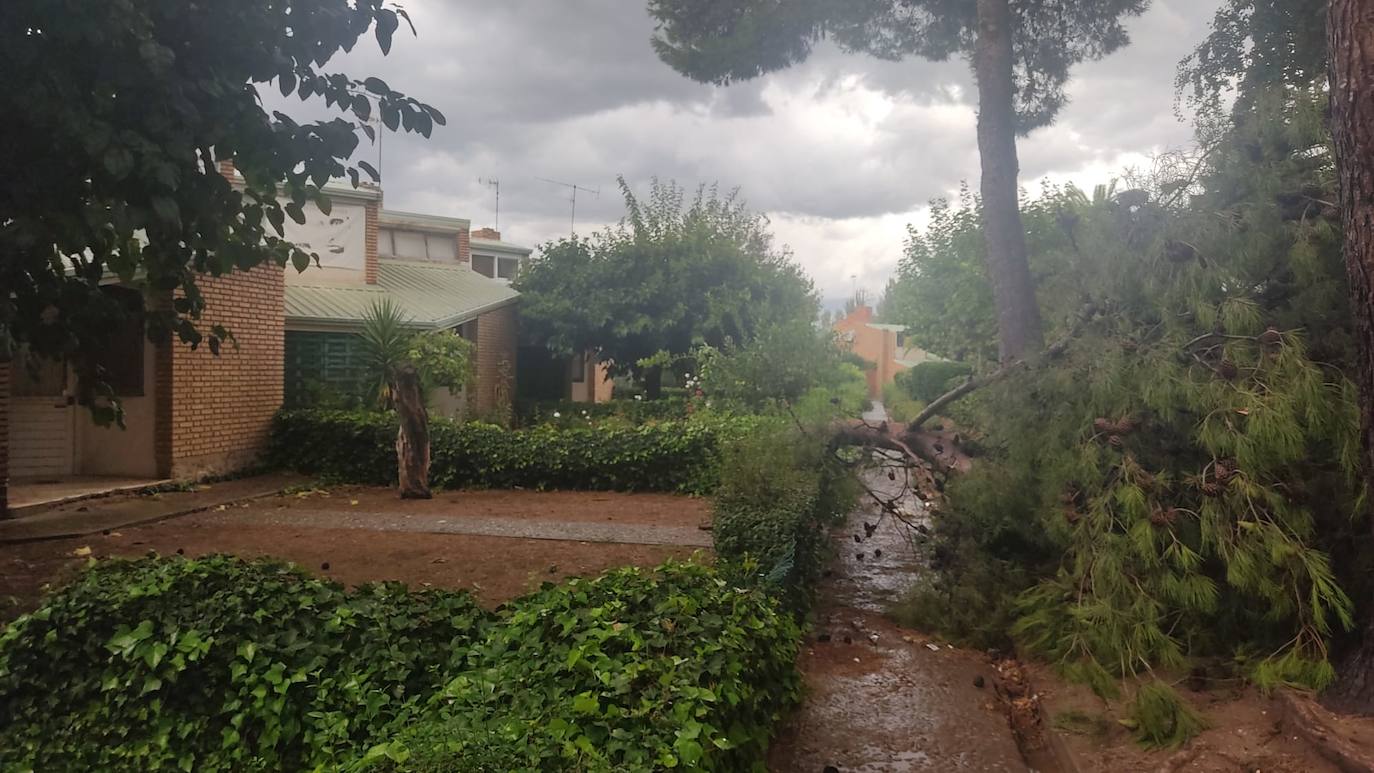 Fotos: La tormenta azota los árboles en Alfaro