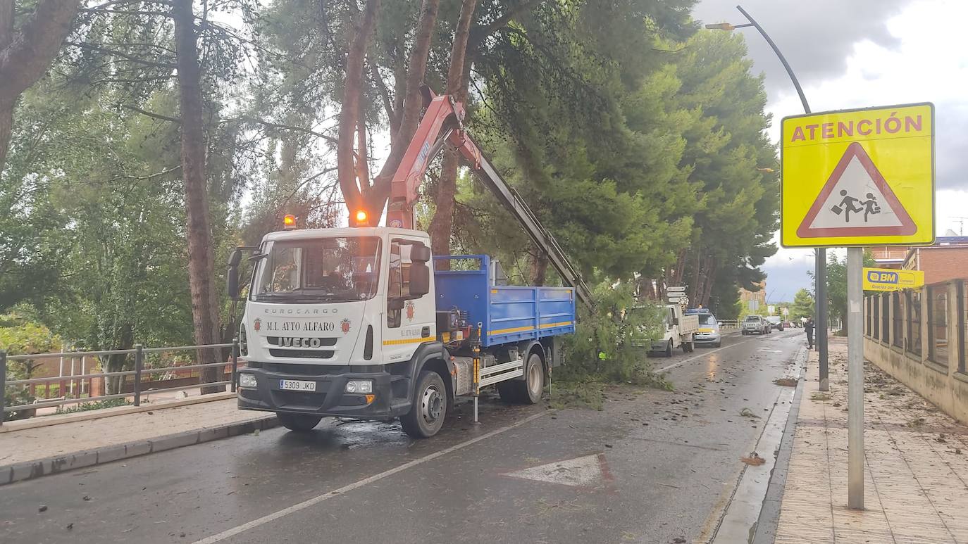 Fotos: La tormenta azota los árboles en Alfaro