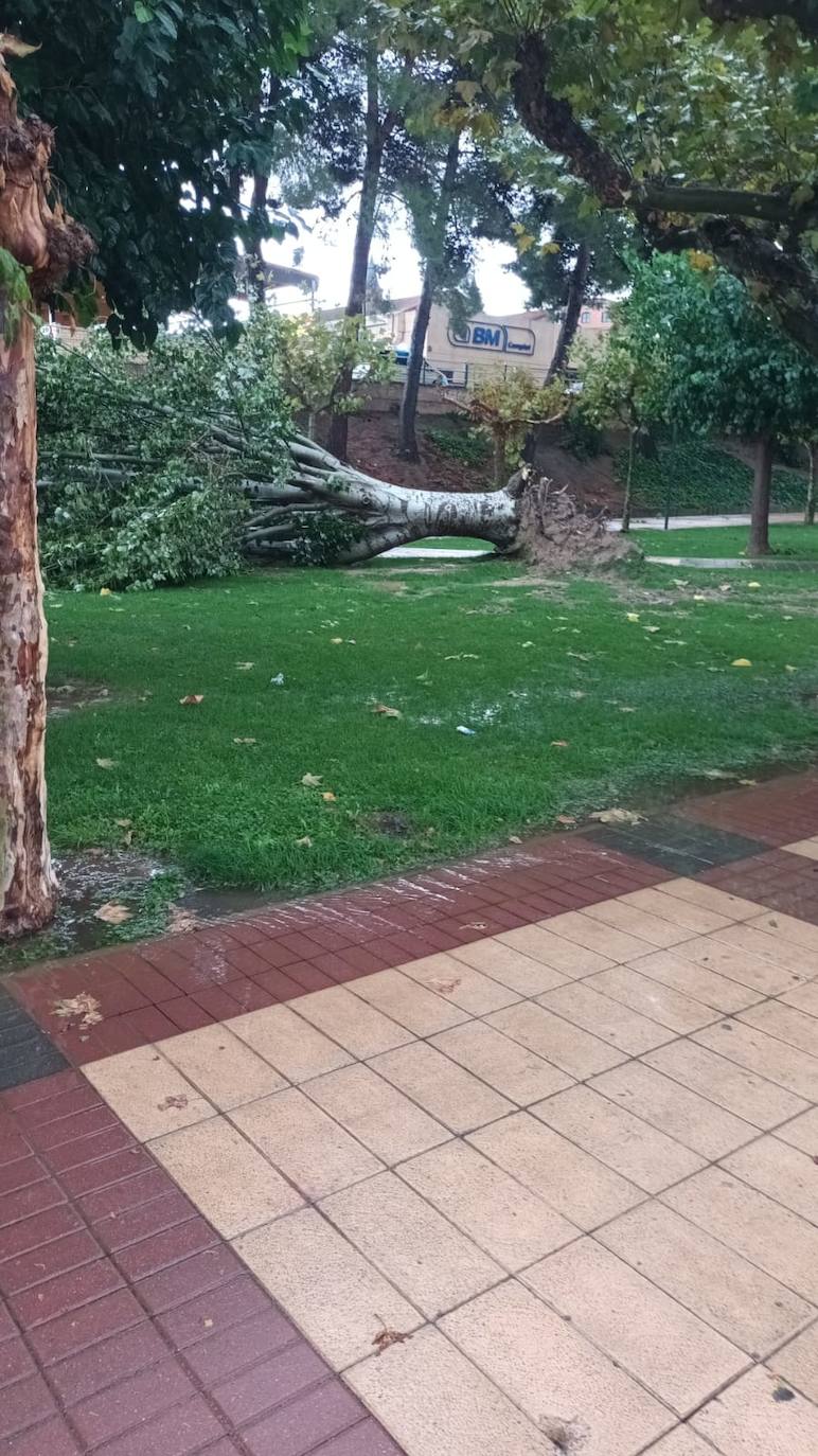 Fotos: La tormenta azota los árboles en Alfaro