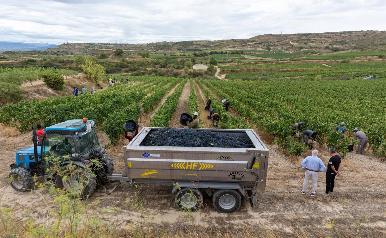 La vendimia acelera con 113 millones de kilos en una cosecha difícil y resultado aún incierto