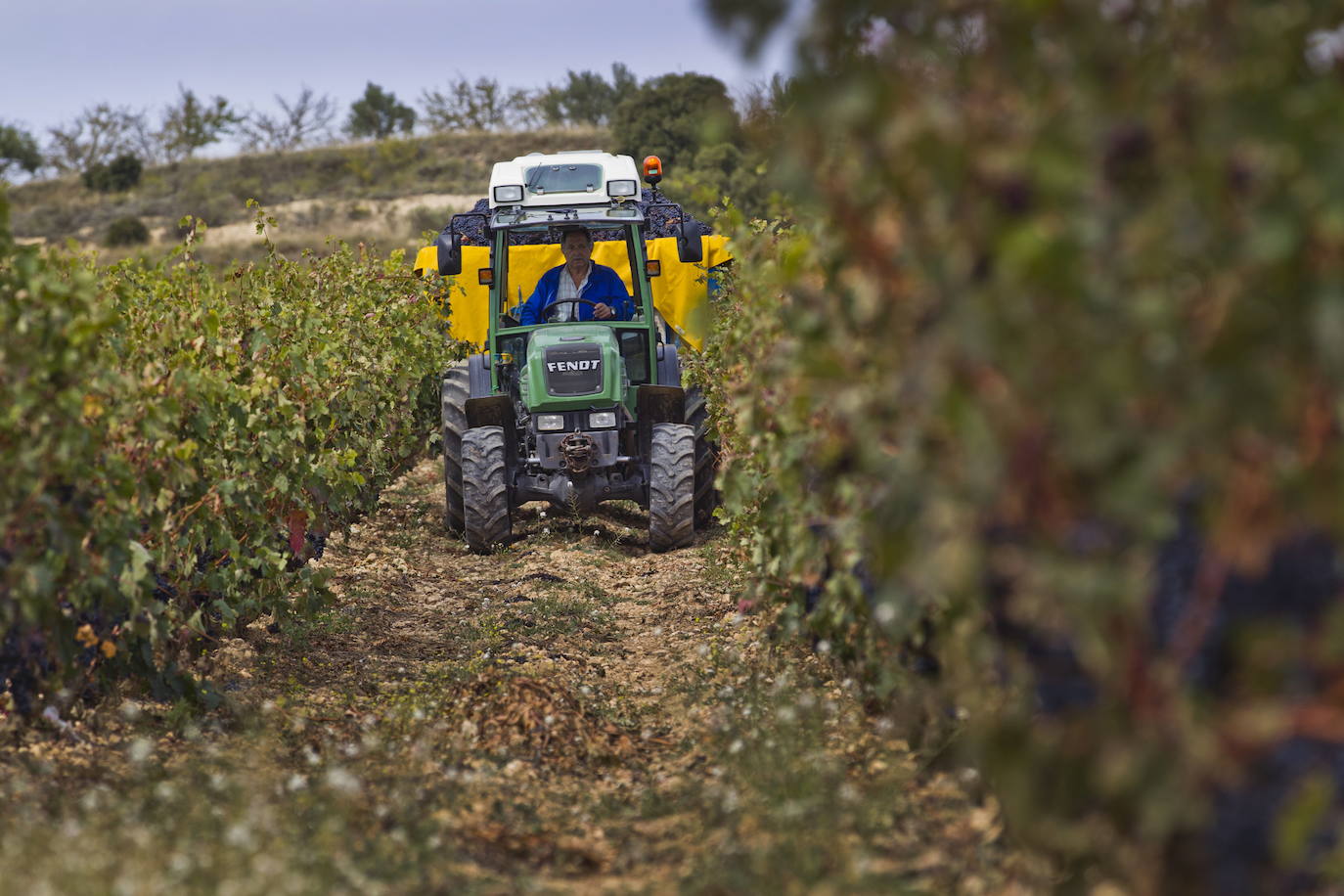 Imagen de una vendimia pasada en la bodega Solana de Ramírez.