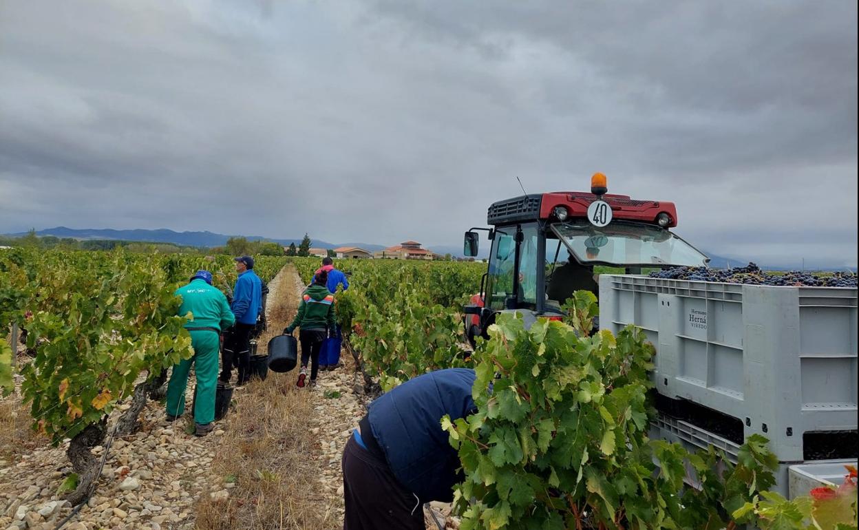 Vendimia en Finca La Emperatriz, en Baños de Rioja. 