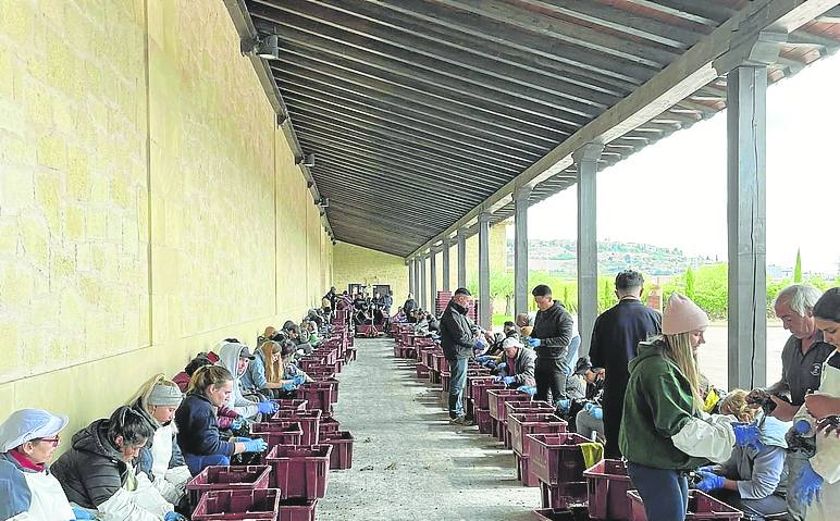 Desgranado a mano, uno a uno, de Viñedos de Páganos para los vinos especiales de la familia Eguren. 