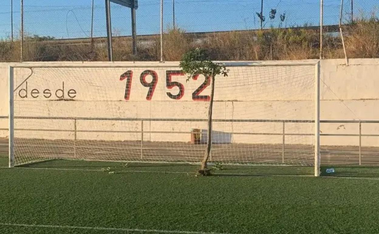 San Miguel ha amanecido con un árbol en medio de una de sus porterías. 