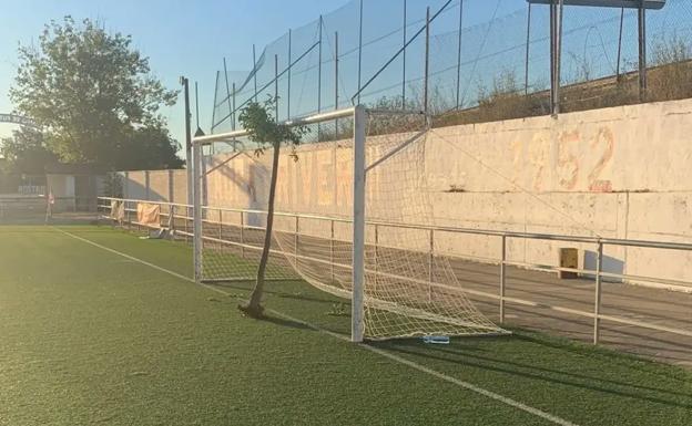 Imagen principal - Actos vandálicos en el San Miguel, de Rincón de Soto: un árbol en medio de la portería