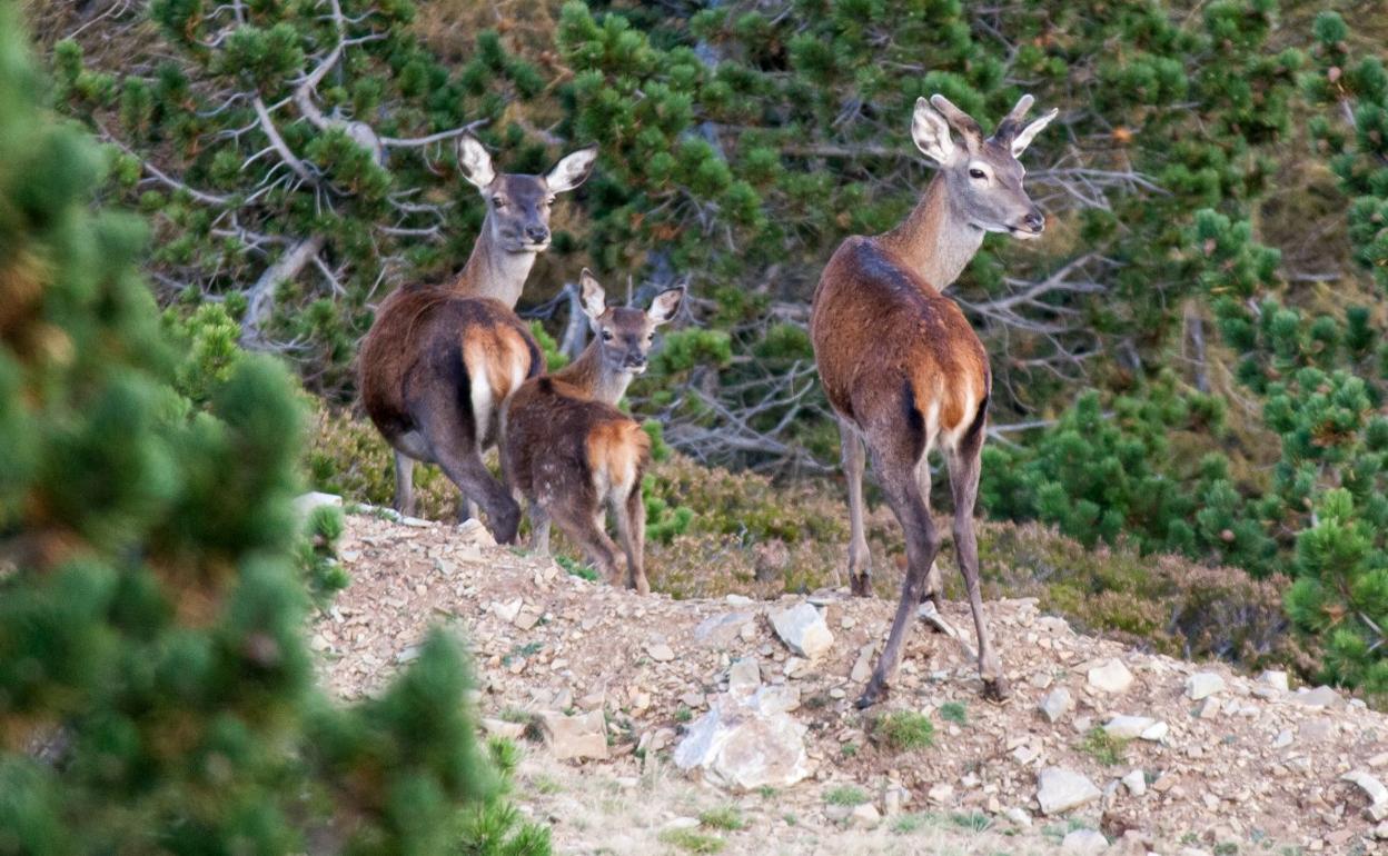 Dos ciervas y un cervatillo se percatan de la presencia humana en una montaña riojana, años atrás. 