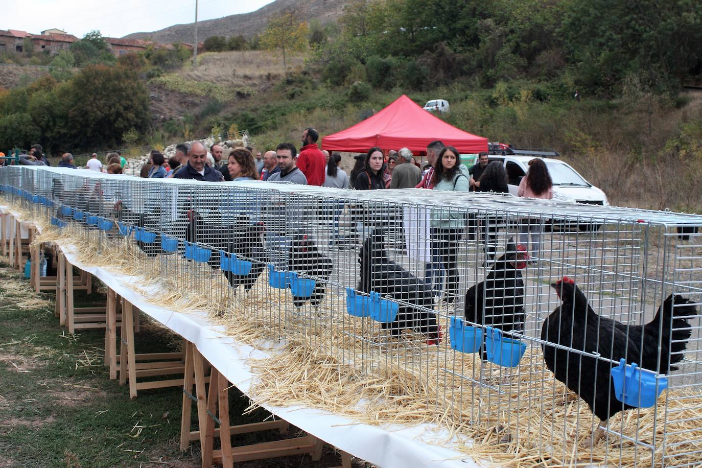 Fotos: Feria ganadera de Anguiano