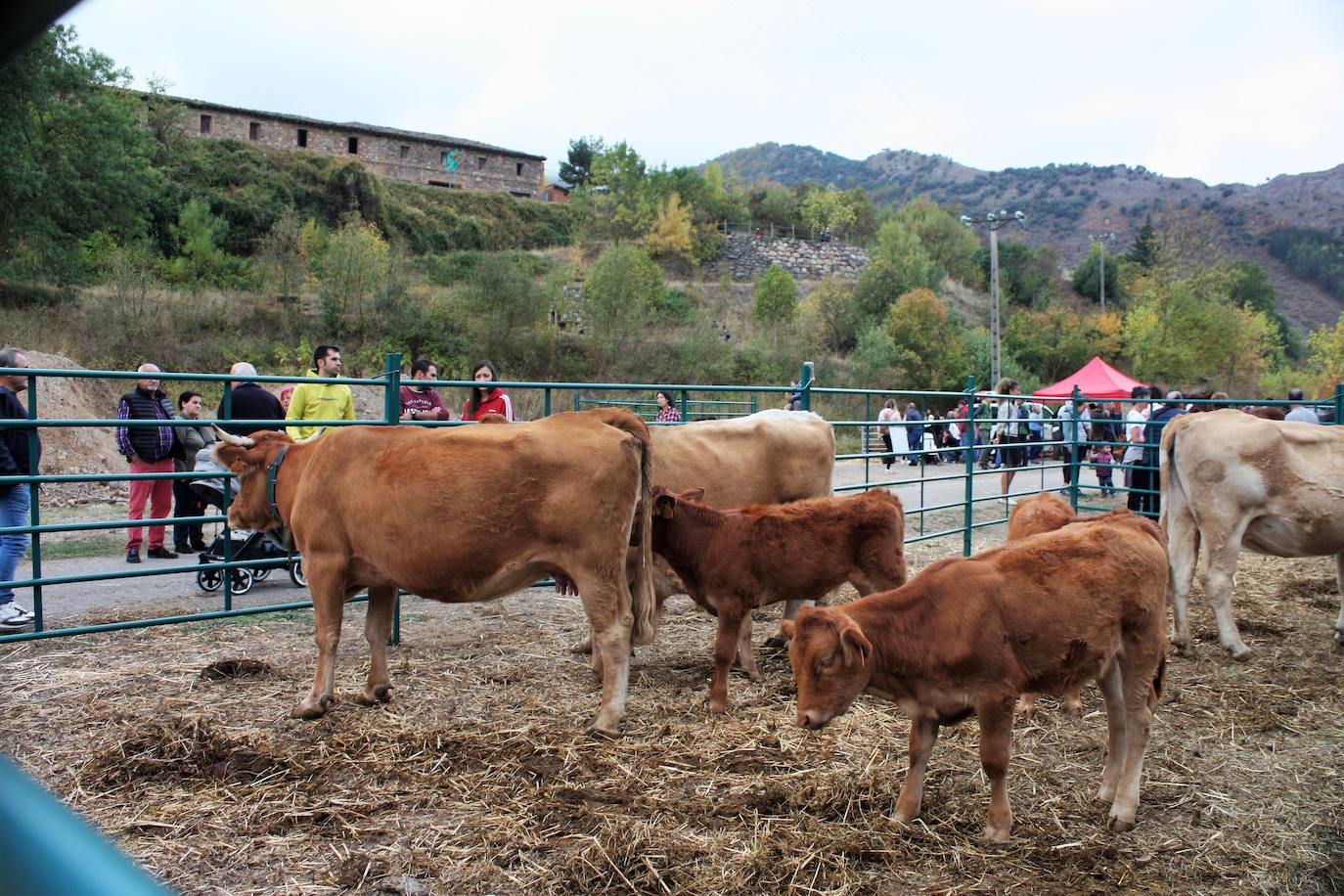 Fotos: Feria ganadera de Anguiano