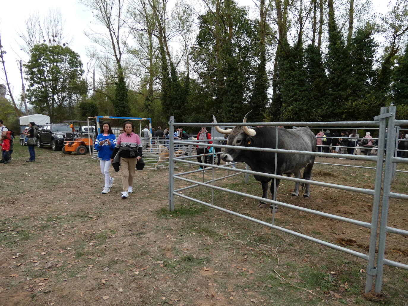 Fotos: Feria ganadera y de artesanía agroalimentaria de Ojacastro