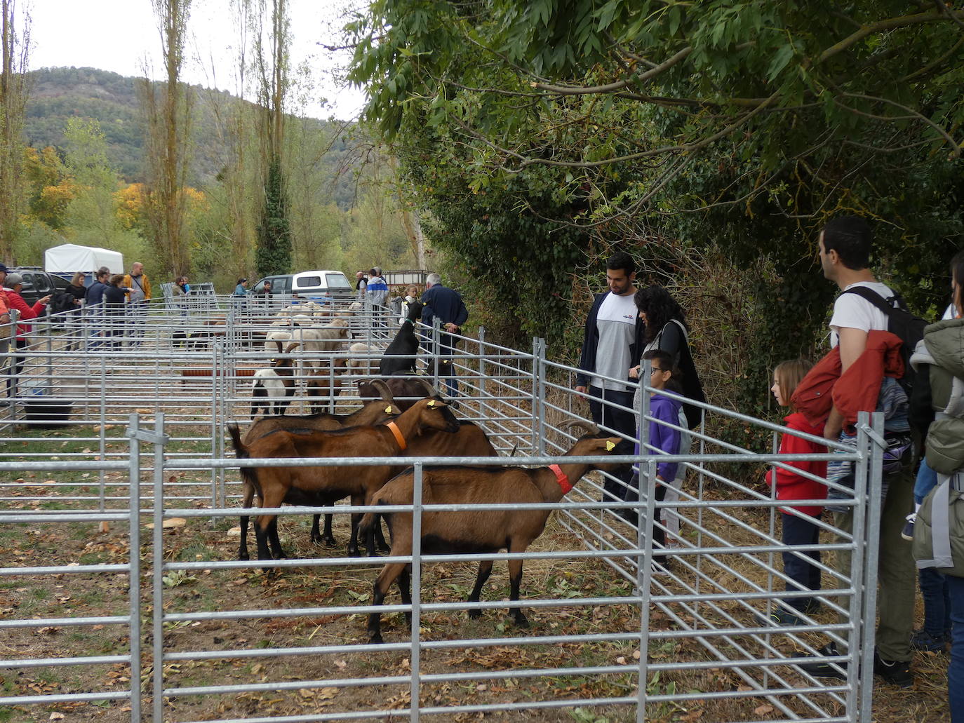 Fotos: Feria ganadera y de artesanía agroalimentaria de Ojacastro