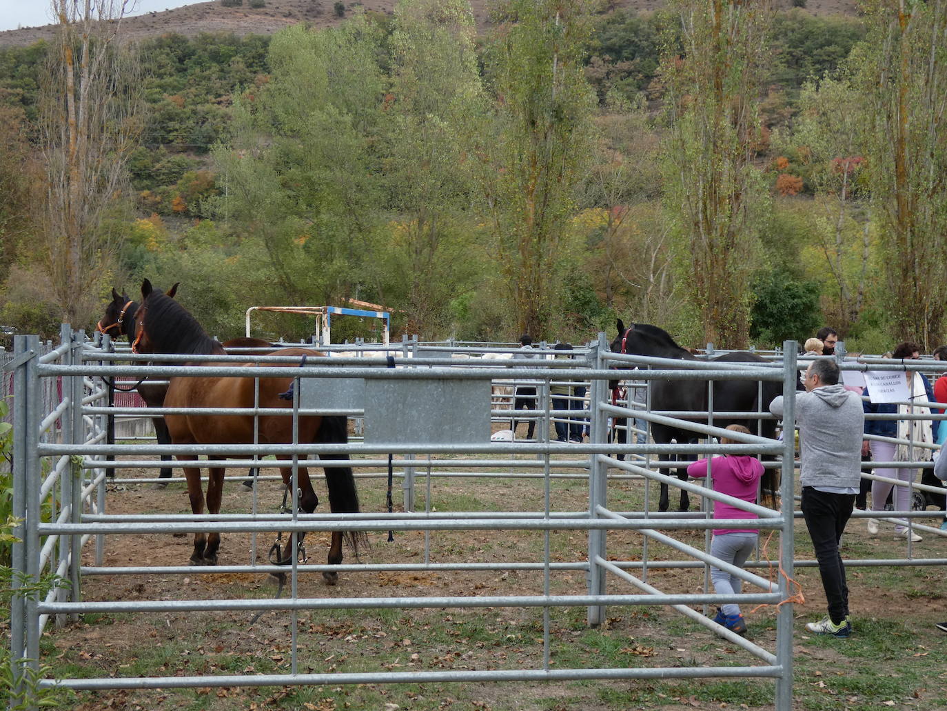 Fotos: Feria ganadera y de artesanía agroalimentaria de Ojacastro