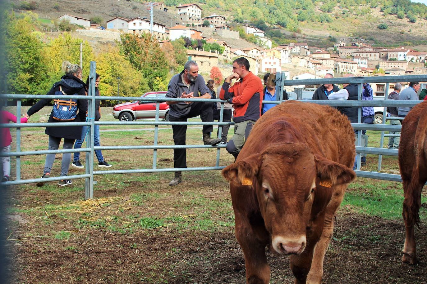 Fotos: Lo más granado de la ganadería camerana